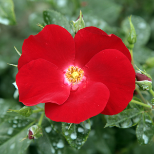 Na spletni nakup vrtnice - Rdeča - Pokrovne vrtnice - Vrtnica brez vonja - Rosa Apache ® - W. Kordes & Sons - -